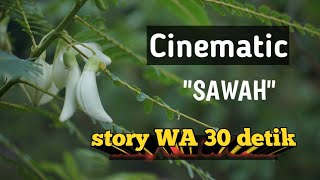 Cinematic 'Sawah' story WA 30 detik