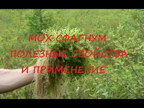 Мох сфагнум - полезные свойства и применение