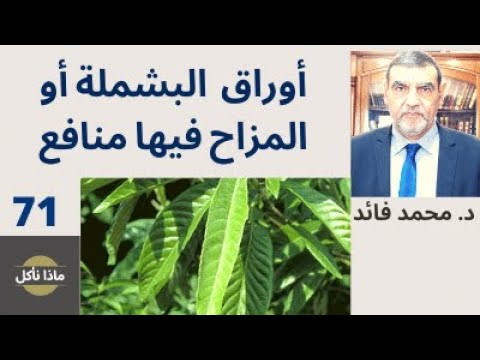 الدكتور محمد فائد ماذا نأكل 71 أوراق البشملة المزاح أو الأسكانديا فيها منافع كثيرة