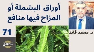 الدكتور محمد فائد || ماذا نأكل 71 || أوراق البشملة (المزاح أو الأسكانديا) فيها منافع كثيرة