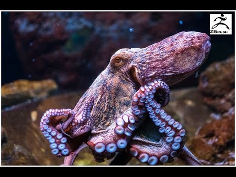 how to make an octopus in zbrush