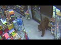 WATCH: Wild Videos Shows Bears Confronting People Inside Kings Beach Stores
