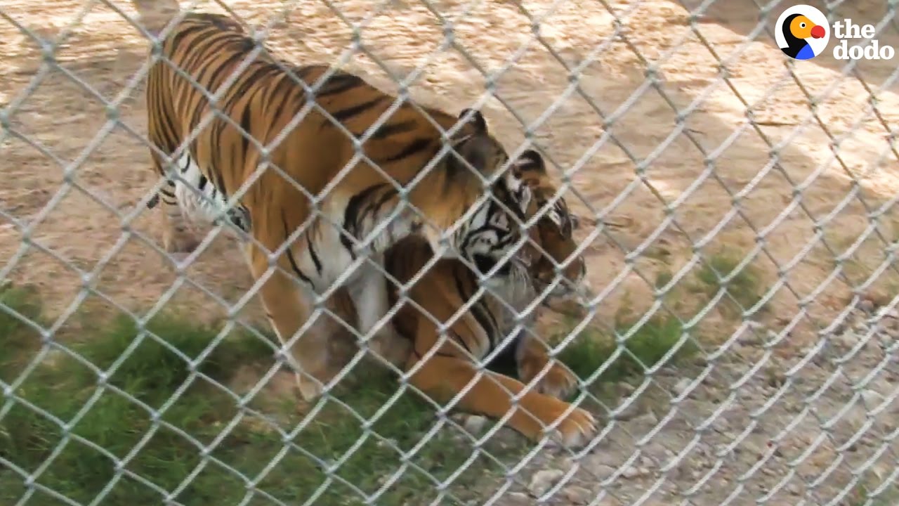 Animals Rescued From Roadside Zoo