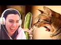 TRY NOT TO LAUGH - FUNNY CATS PRANKED WITH CUCUMBERS COMPILATION