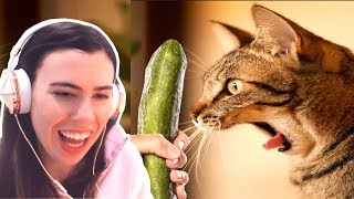 TRY NOT TO LAUGH - FUNNY CATS PRANKED WITH CUCUMBERS COMPILATION