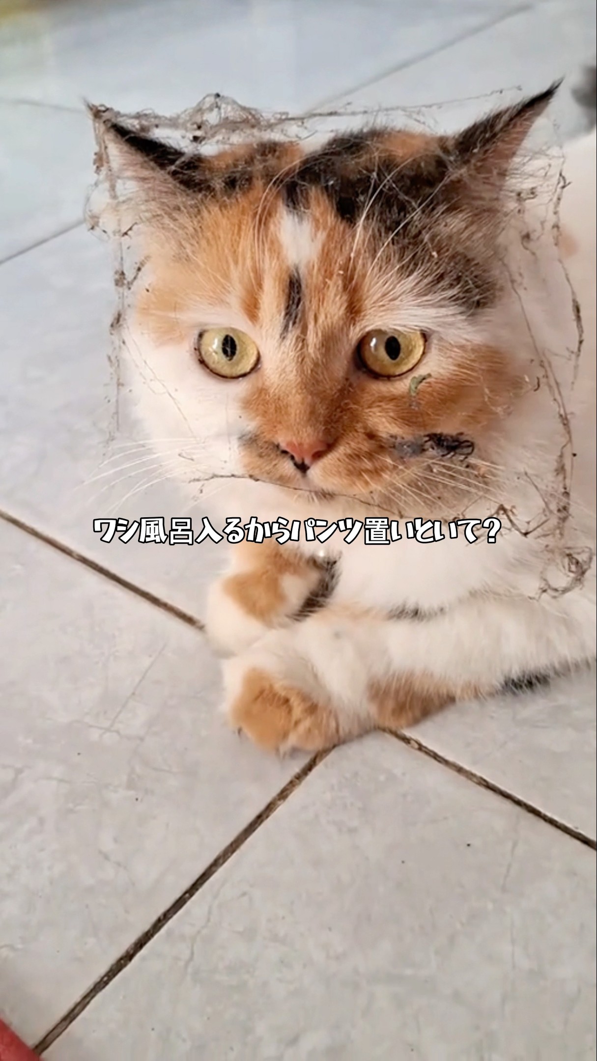 Dくん N) 98162 JR DD51 800形ディーゼル機関車（ぐんま車両センター）セット