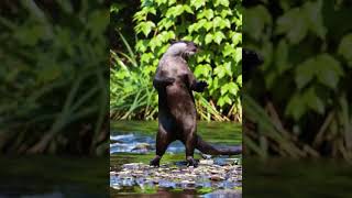Dancing Otter Spins