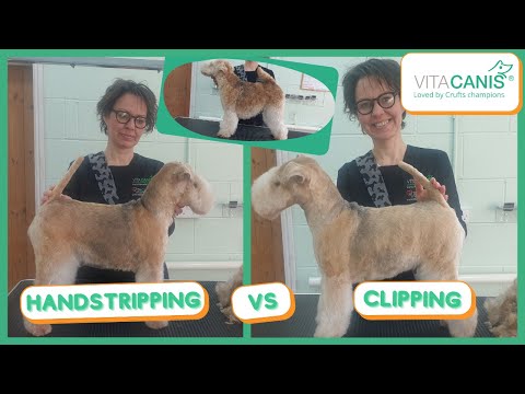 HAND STRIPPING vs CLIPPING - ON ONE DOG