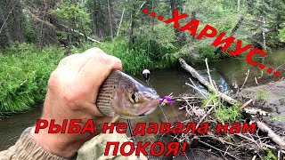 Ловля ХАРИУСА /ТАЕЖНАЯ Рыбалка/ Зашли с Серегой Вверх по РЕКЕ ,а там РАЙ! И все ХОРОШИЕ!