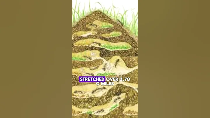 How Large Can Ant Colonies Grow?