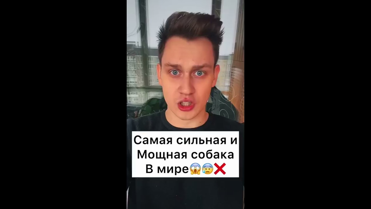 самая свирепая порода собак в мире