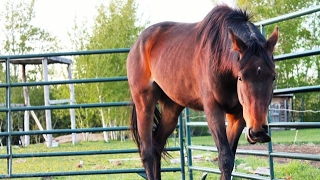 My New Horse!! :: Thoroughbred Mare