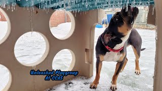 Unleashed Playgroup At CCAS ~ February 25, 2022 by Friends of the Cuyahoga County Animal Shelter 440 views 2 years ago 8 minutes, 34 seconds