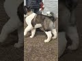 American akita male puppy 4.5 months