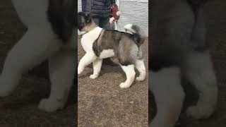 American akita male puppy 4.5 months