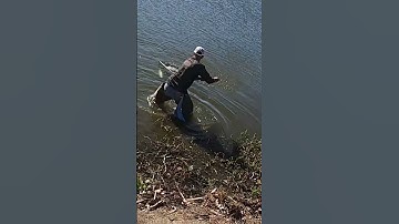 Monster Trout Caught On a Double Dropshot #shorts