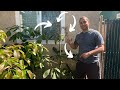 How to graft avocado trees step by step  4 varieties on 1 tree