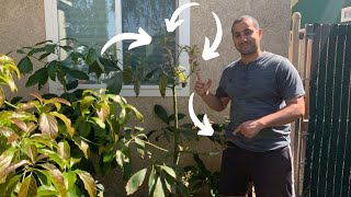 How to Graft Avocado Trees Step by Step! 4 Varieties on 1 Tree!