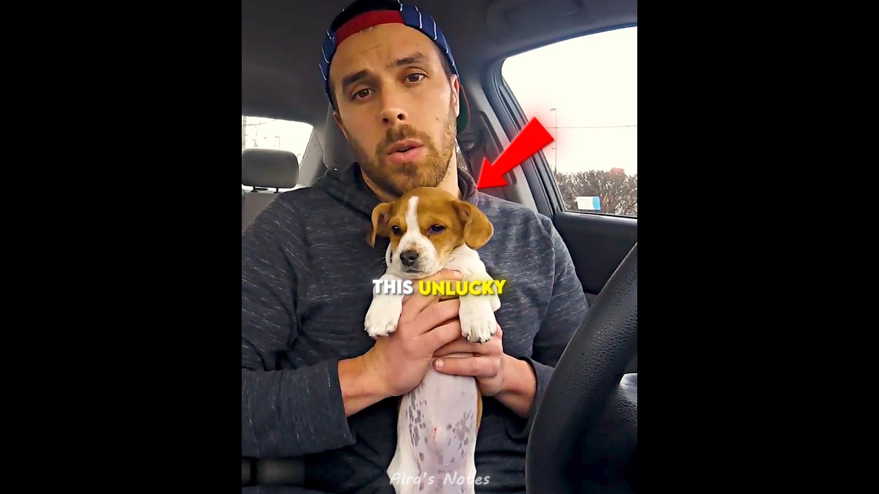 “Passengers Didn’t Want This Dog… Until This Happened 🐶🚗” 