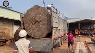 El proceso de transporte y procesamiento de productos de árboles gigantes nivel 11