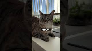 Ruby The Feline - Just Came To Say Meow