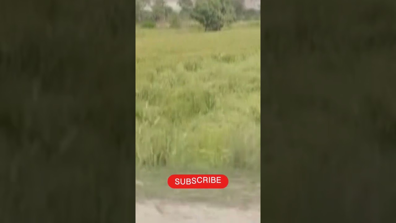 Pakistan wheat crises |  Wheat crop damaged in Pakistan 