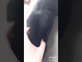 Bunno Bunno
