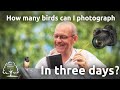 How many birds can I photograph in three days under lockdown