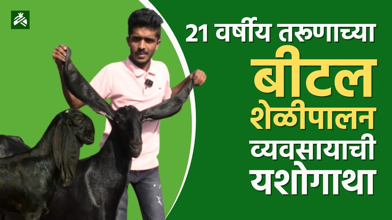 बीटल शेळी पालन यशोगाथा | Goat farming | shelipalan | शेळी पालन माहिती मराठी | Beetal Goat farm
