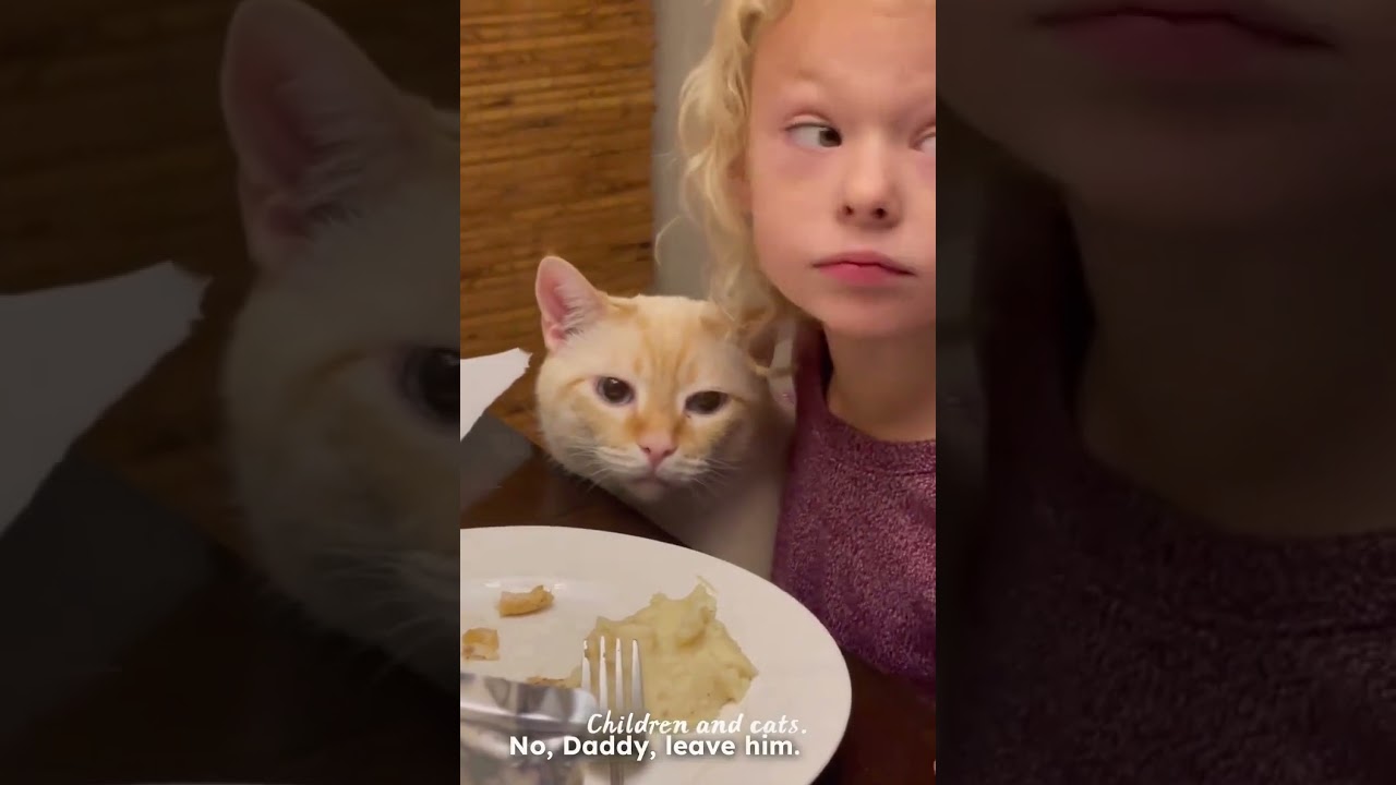 FUNNY CATS #catvideos #dog #dogs #shorts #sport #viral #ytshorts #fyp #trending #funny #subscribenow