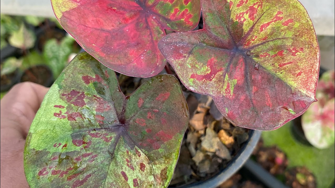 มานะบอนสีโทร0641793057