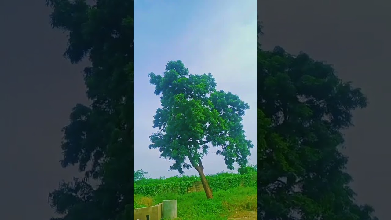 Watch //🥰🌳/#nice big tree 🥰😀p/#/#nature #subscribe #short video on YouTube Watch //🥰🌳/#nice big tree 🥰😀p/#/#nature #subscribe #short video on YouTube