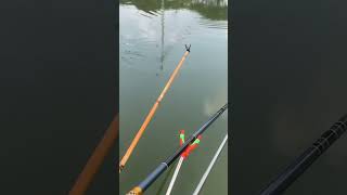 Mancing mania #fishing #mancingikannila