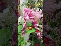 Rain lily vines for home decoration