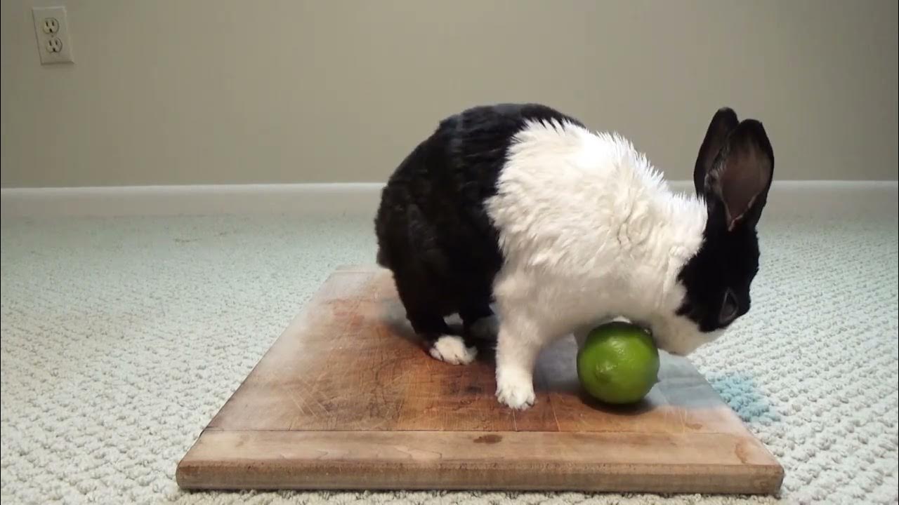 RABBITS CANNOT EAT LIMES! YouTube