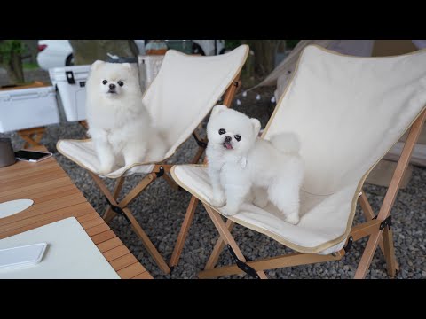 Video: Briga za moje Pomeranian