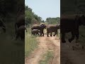 Baby Elephant Crosses The Road #shorts