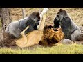 गोरिल्ला और शेर की ऐसी खूनी लड़ाई कभी नहीं देखी होगी | Lion Vs Gorilla | Animal Craziest Fights