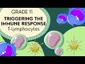Immune System Cells Quiz