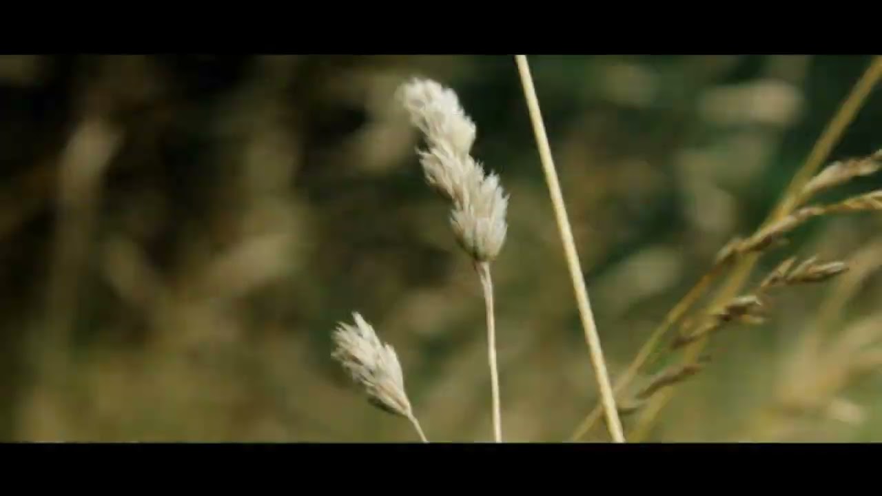 NATURE CINEMATIC VIDEO - Canon eos 1200d