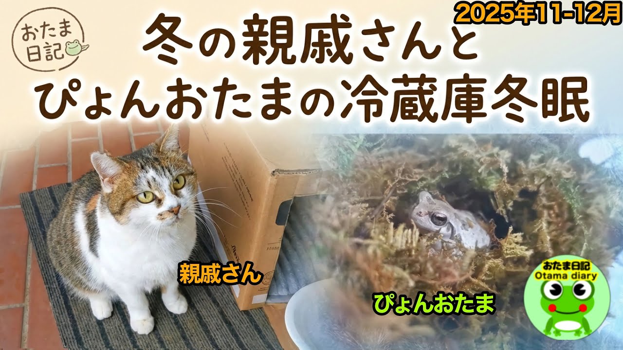 Otama Diary 308 Pyon Otama has started hibernation in the
