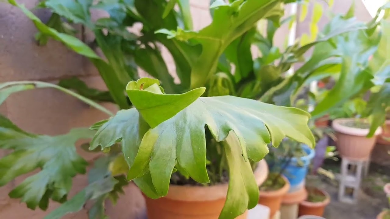 Helecho Polypodium Polycarpon, helecho cristal o lechuga  CUIDADOS  Polypodium Polycarpon fern CARE