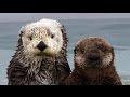 The Fantastic Fur of Sea Otters | Deep Look