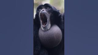 Siamang Gibbons Sounds