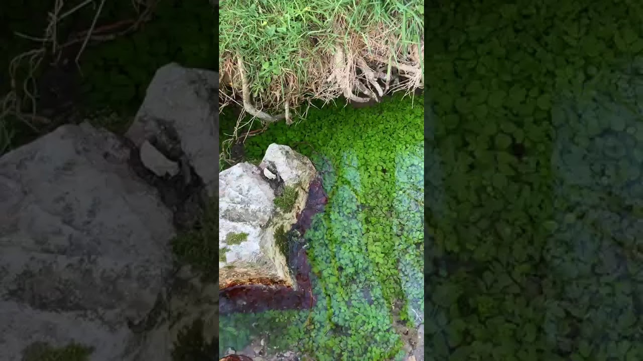 Flamme Jumelle : Témoignage, retour de la question de Sarah sur l'attente de son yin ❤️Merci à toi 