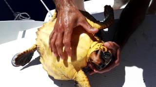 Rescate de tortuga en el Magic Deluxe .(Fuerteventura.)