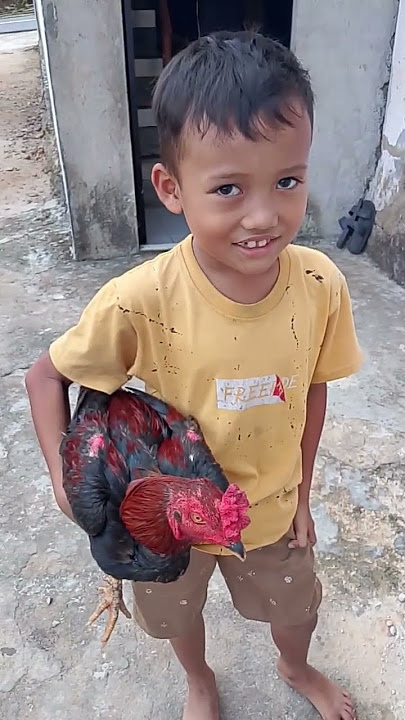 bocah ngajak ngadu ayam😁 #fyp  #fypシ゚viral #ayam