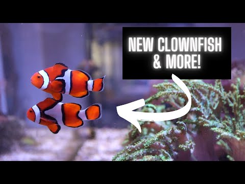 True Percula Clownfish