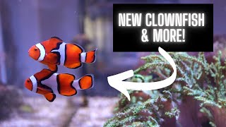 True Percula Clownfish Pair & More!