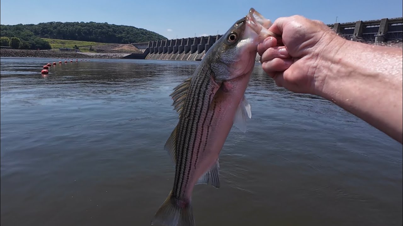 Striper fishing with the Whopper Plopper @ Fort Gibson dam.